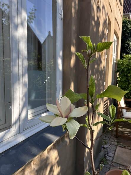 3 vær., Frederiksberg C