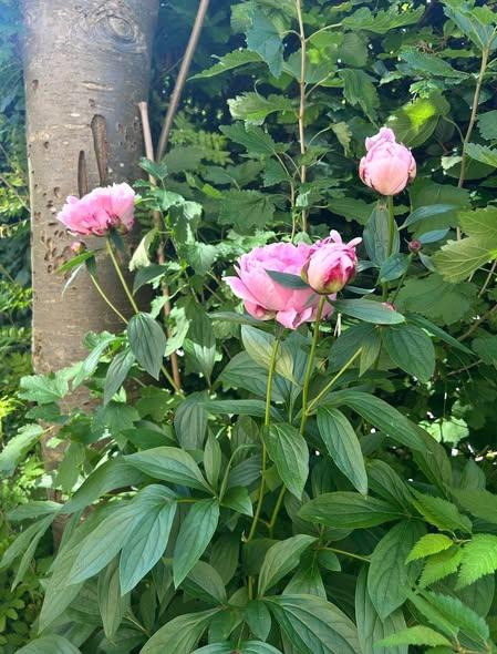 3 vær., Frederiksberg C